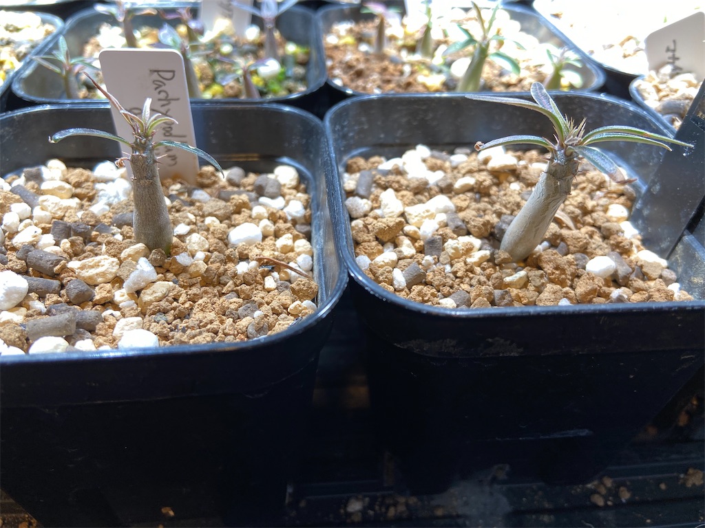 パキポディウム・グラキリス実生記録①(Pachypodium rosulatum
