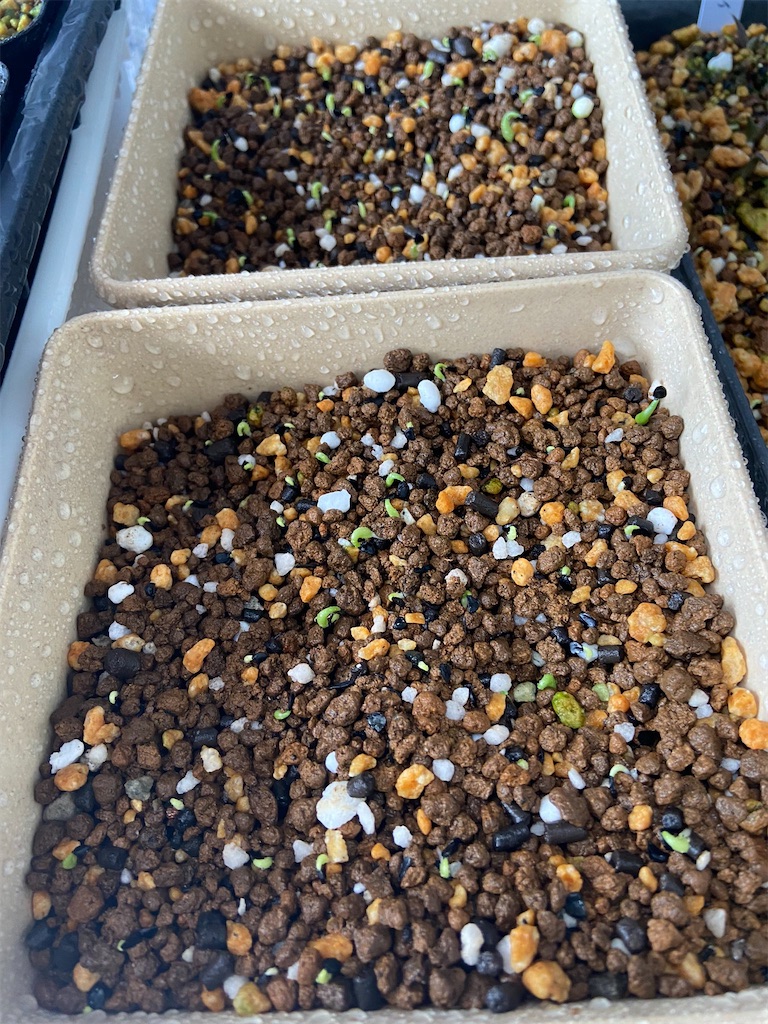 アガベ・オテロイ チタノタ300粒実生記録①(Agave Oteroi and