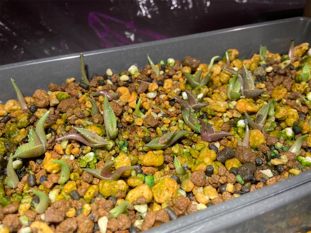 アガベ・オテロイ チタノタ300粒実生記録①(Agave Oteroi and アガベ・オテロイ チタノタ300粒実生記録①(Agave Oteroi and