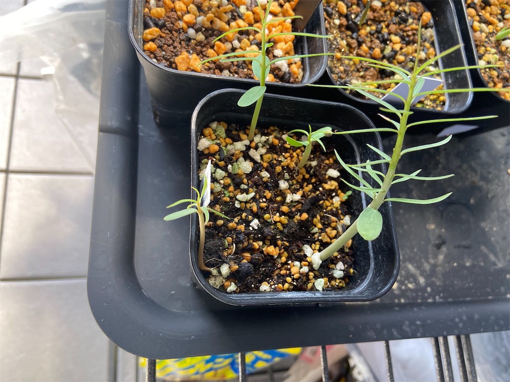 ユーフォルビア・バルサミフェラ(Euphorbia balsamifera seeding