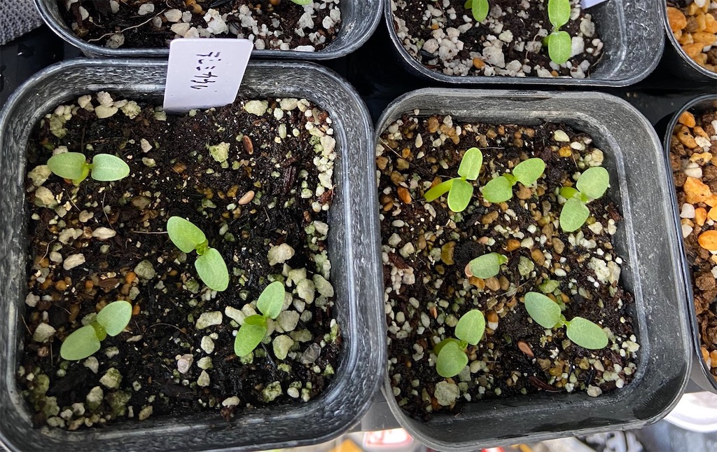 パキポディウム・デンシカウレ(Pachypodium densicaule seeding)実生
