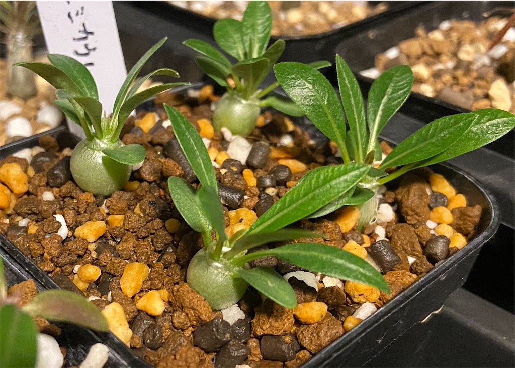パキポディウム・デンシカウレ(Pachypodium densicaule seeding)実生