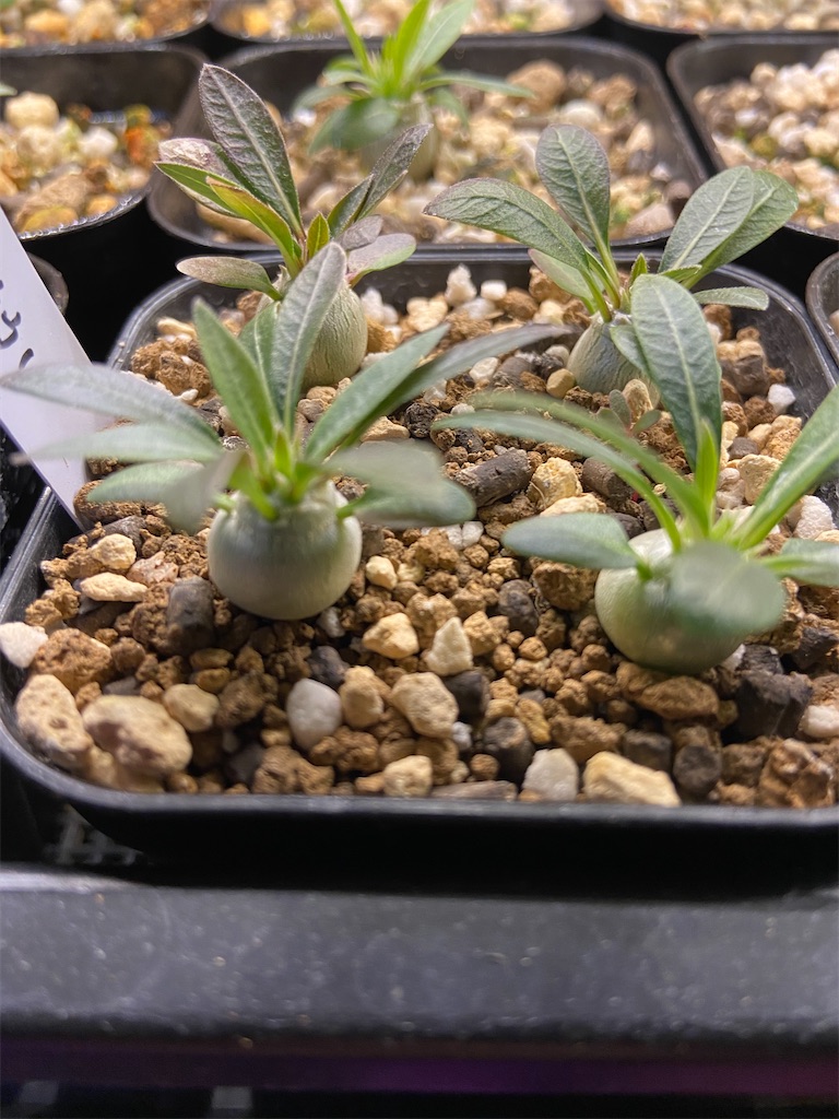 パキポディウム・デンシカウレ(Pachypodium densicaule seeding)実生
