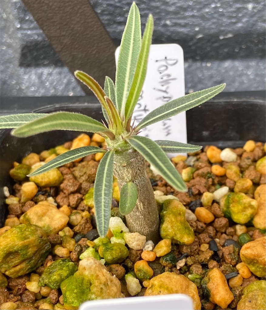 パキポディウム・カクチペス(Pachypodium rosulatum subsp. cactipes