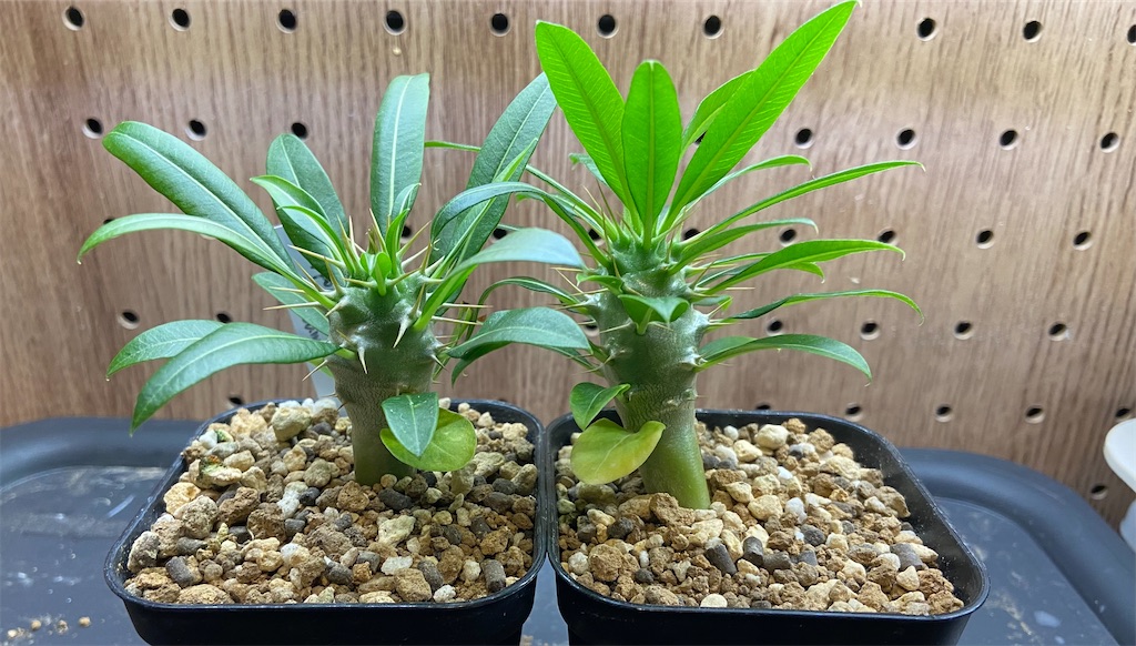 パキポディウム・ラモスム(Pachypodium lamerei var. ramosum seeding