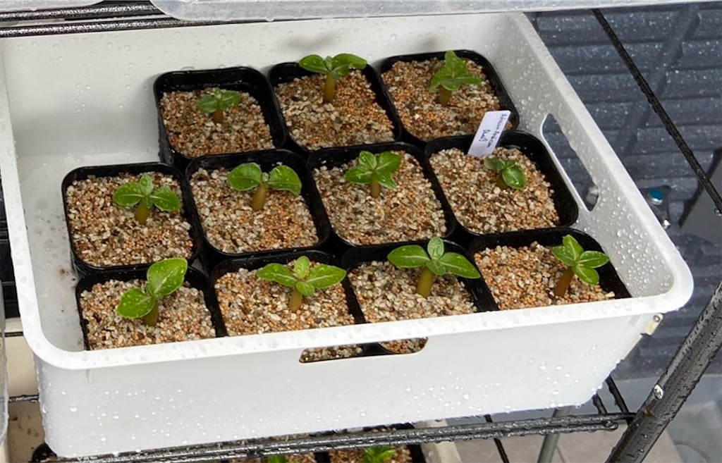 アデニウム・アラビカム・ドワーフ(Adenium arabicum dwarf seeding