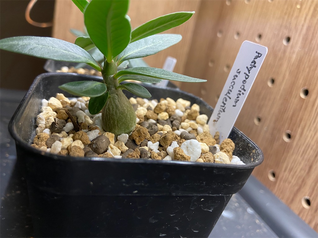 8月10日まで限定パキポデュウムサキュレンタム