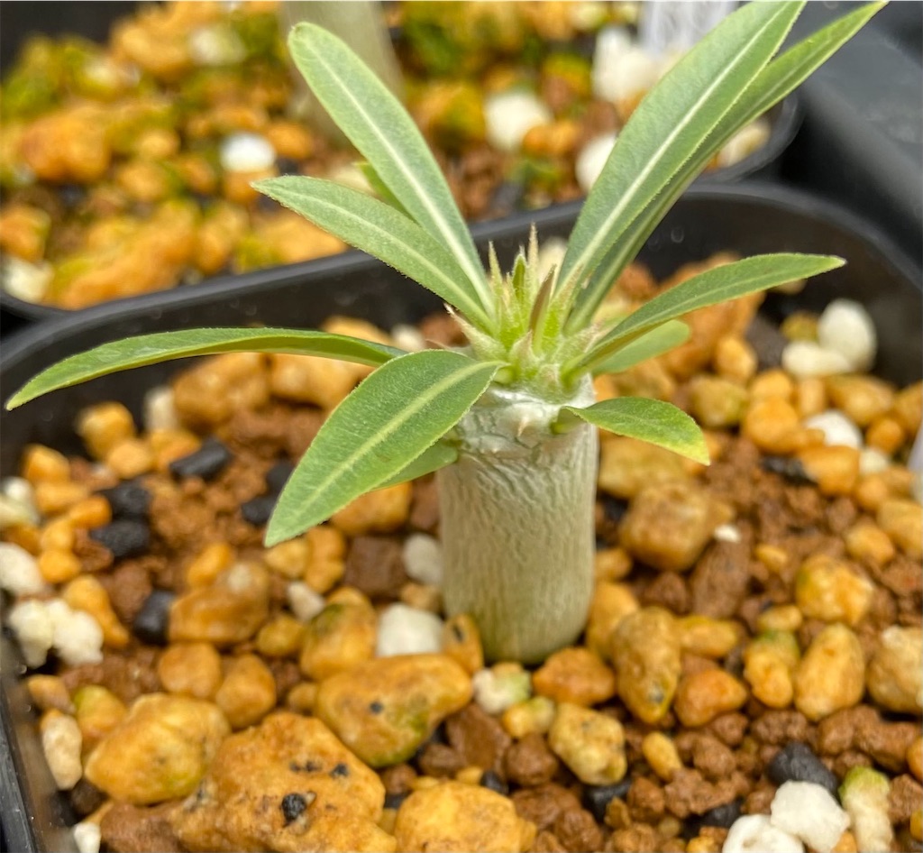 パキポディウム・ホロンベンセ実(Pachypodium horombense seeding)生