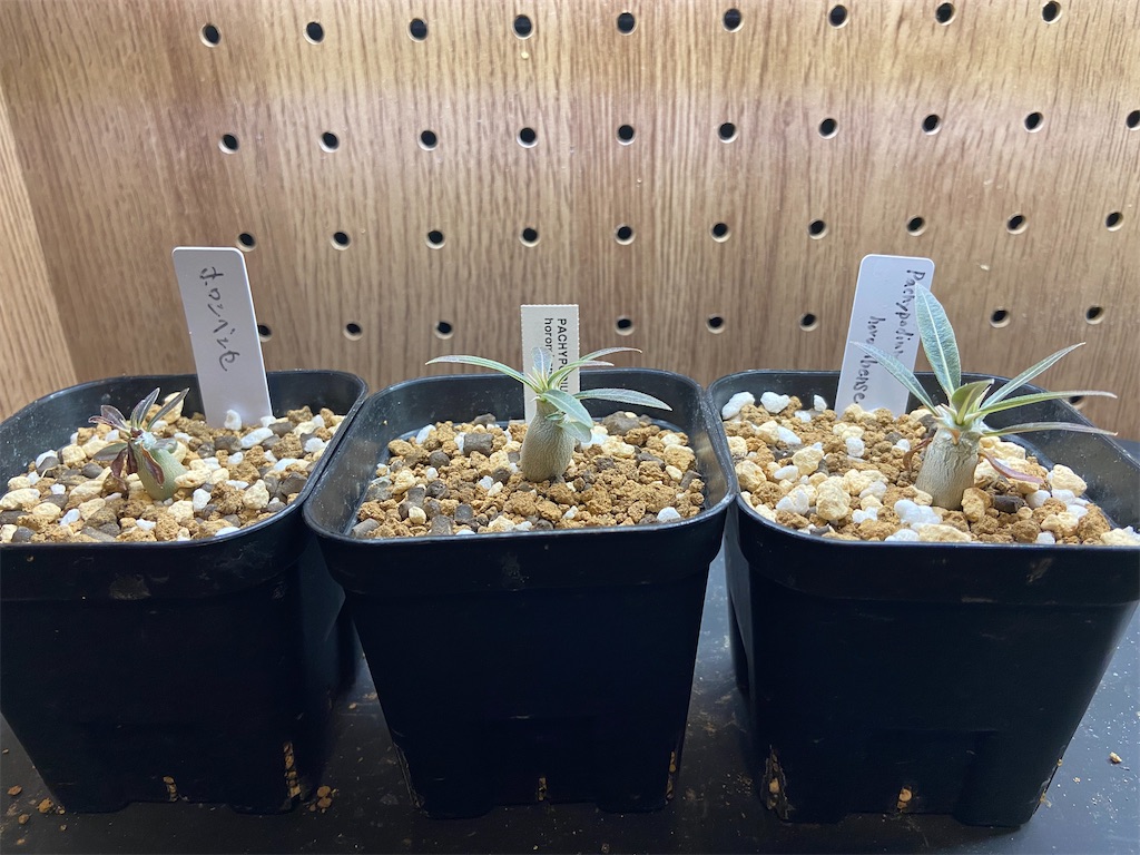 パキポディウム・ホロンベンセ実(Pachypodium horombense seeding)生