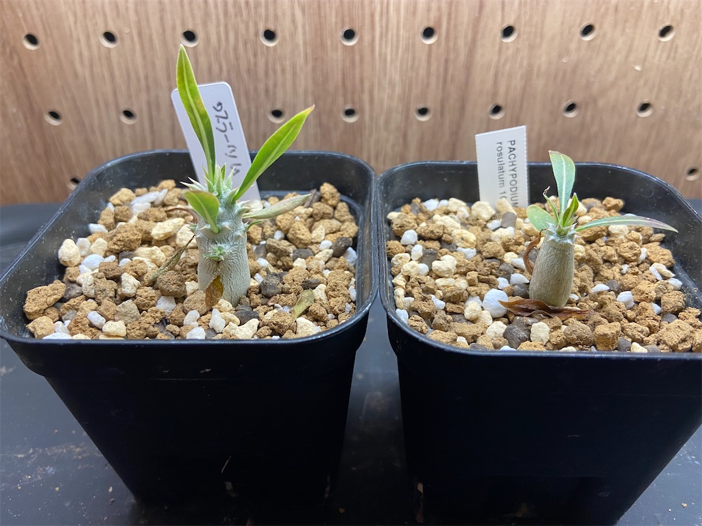 パキポディウム・ロスラーツム(Pachypodium rosulatum subsp