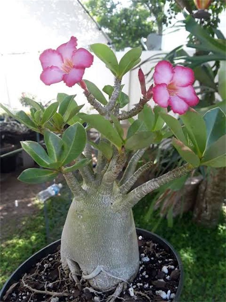 アデニウム・アラビカム・ドワーフ(Adenium arabicum dwarf