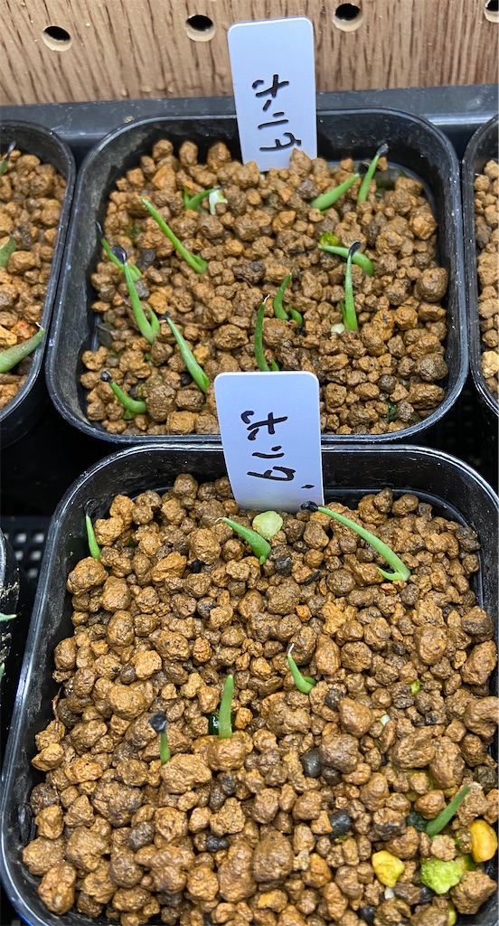 アガベ・ホリダ実生記録①(Agave Horrida seeding) - BAX(うしくん)の