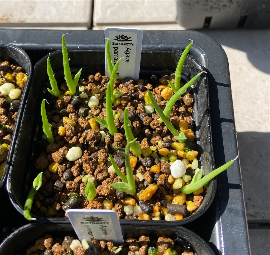 アガベ・パラサナ実生記録①(Agave Parrasana seeding) - BAX(うしくん