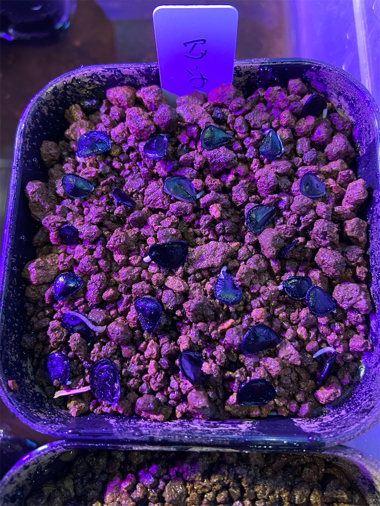 アガベ・パリー・トランカータ実生記録①(Agave parryi var. truncata