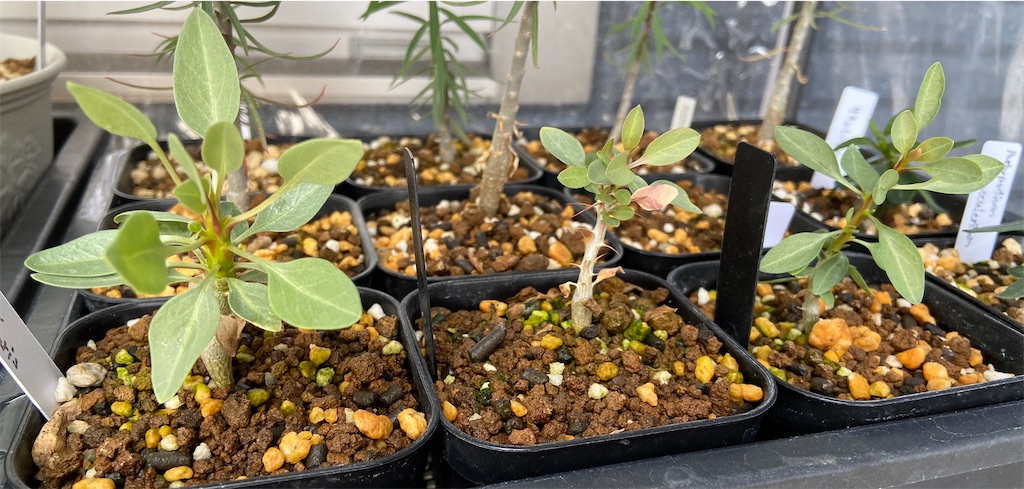 フォークイエリア・コルムナリス(Fouquieria columnaris seeding)実生