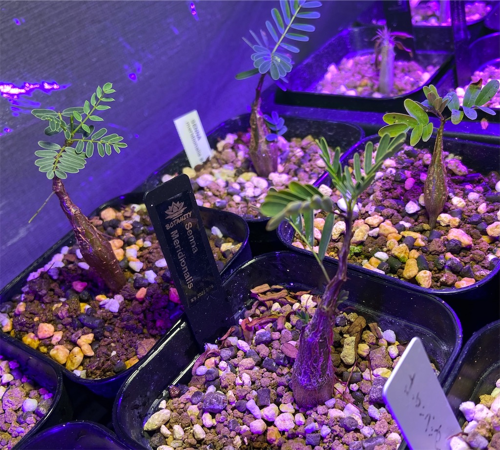 センナ・メリディオナリス(Senna meridionalis seeding)実生記録