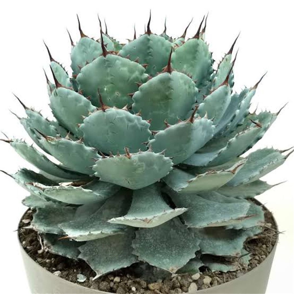 アガベ・ポタトラム・ベルシャフェルティ実生記録①(Agave Potatorum