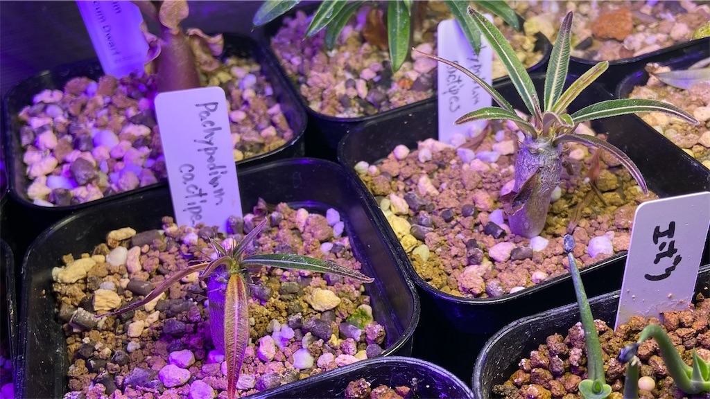 パキポディウム・カクチペス(Pachypodium rosulatum subsp. cactipes