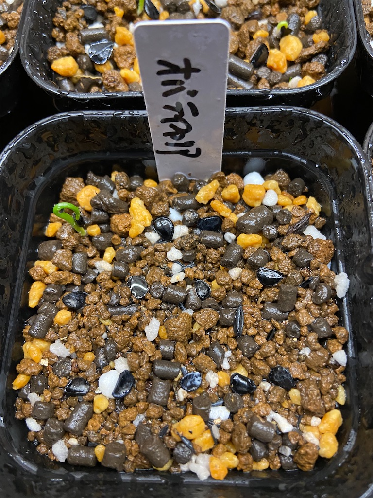 アガベ・オバティフォリア実生記録①(Agave Ovatifolia seeding