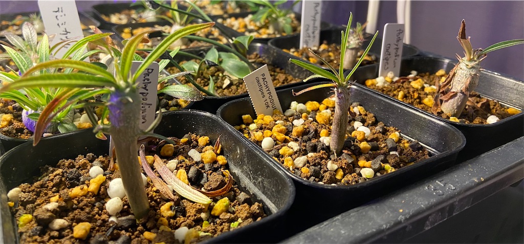 パキポディウム・カクチペス(Pachypodium rosulatum subsp. cactipes