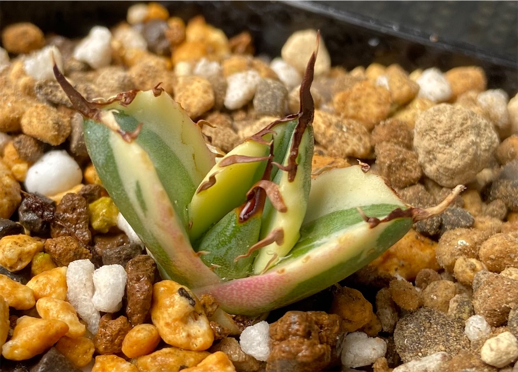 アガベ・チタノタ スナグルトゥース成長記録①(Agave Snaggletooth ...