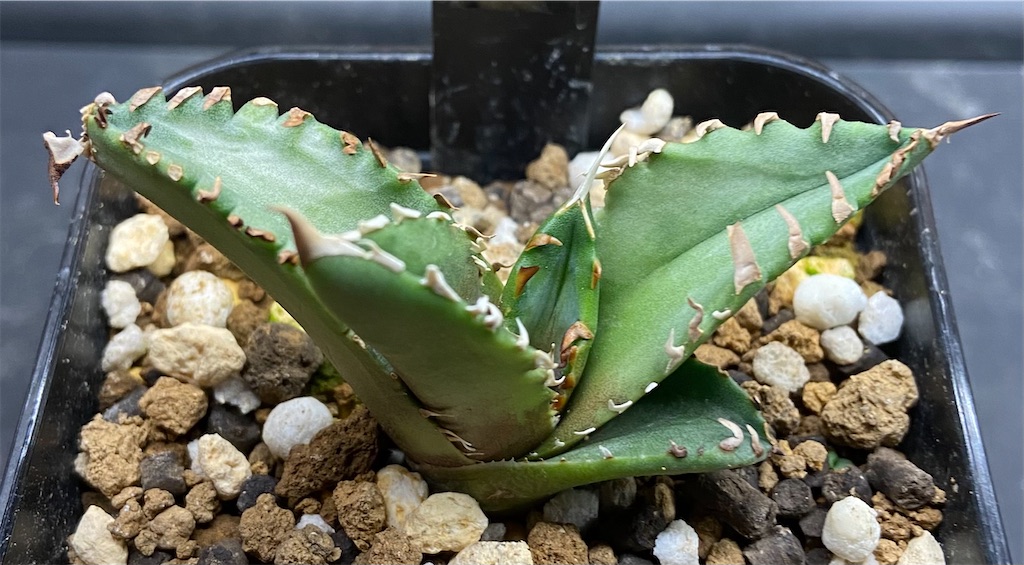 アガベ・チタノタ ソーラーエクリプス成長記録①(Agave Solar アガベ・チタノタ ソーラーエクリプス成長記録①(Agave Solar