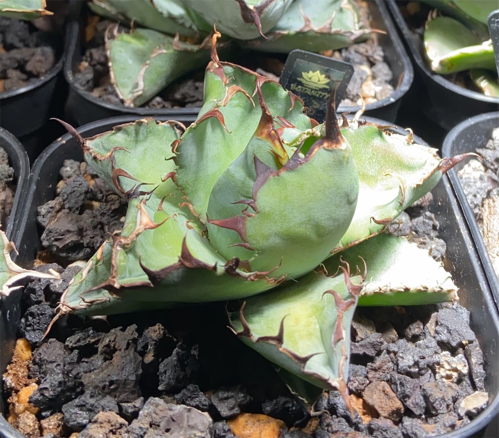 アガベ・チタノタ ブラックアンドブルー成長記録①(Agave Black and