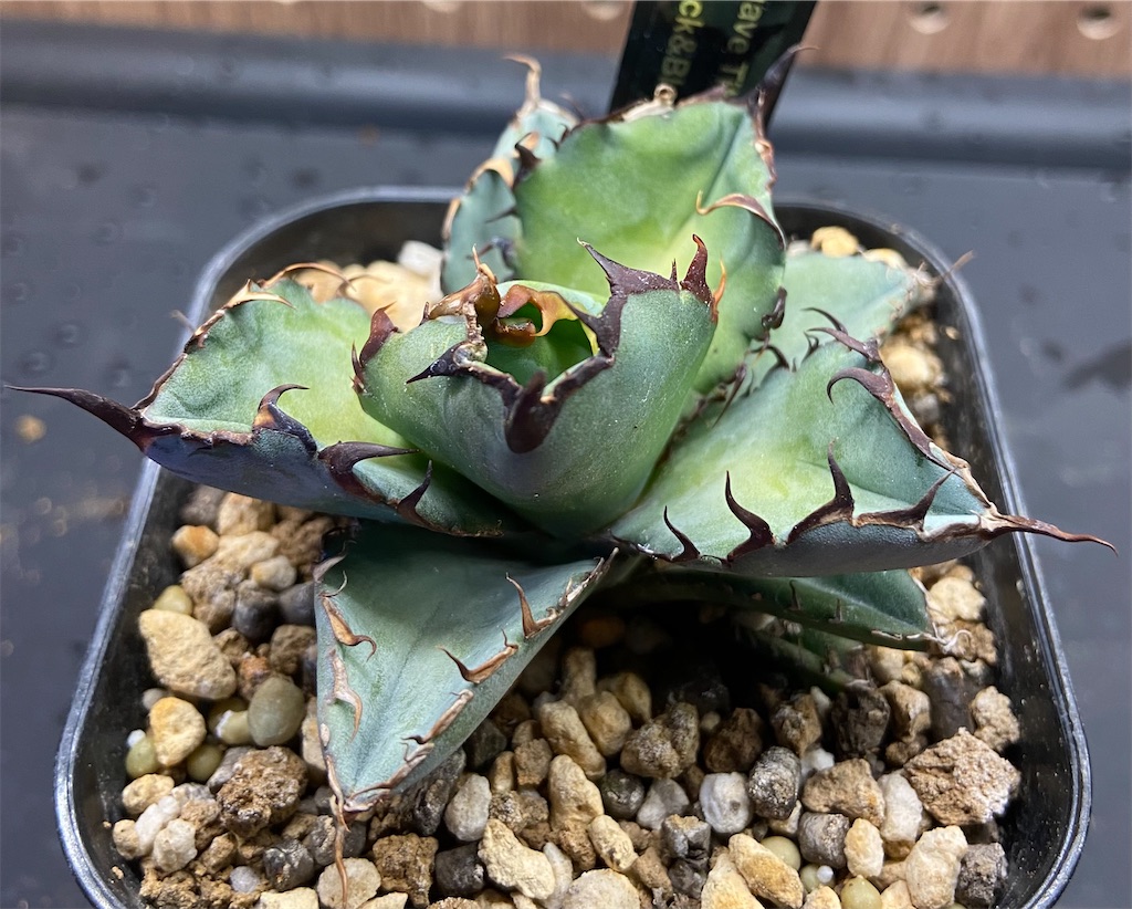 アガベ・チタノタ ブラックアンドブルー成長記録①(Agave Black and