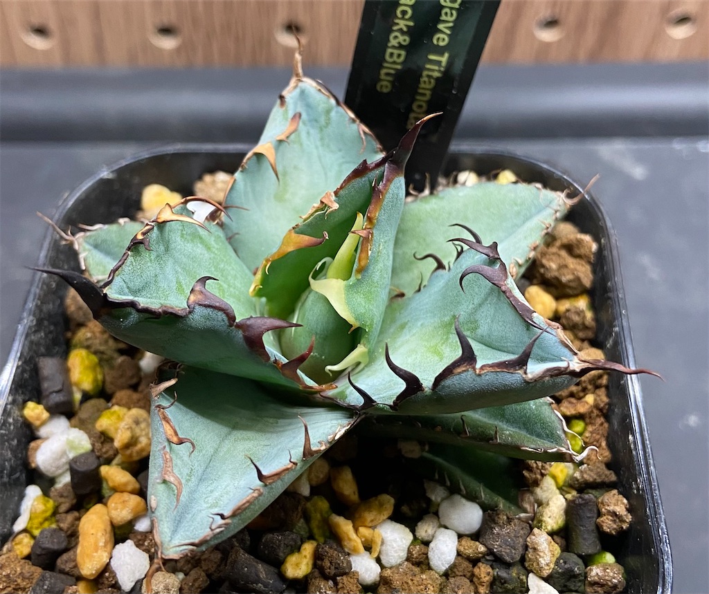 【最終値下げ】チタノタ『◤悪魔BB◢ブラックアンドブルー』数株限定子株 fit=scale-down,w=1200