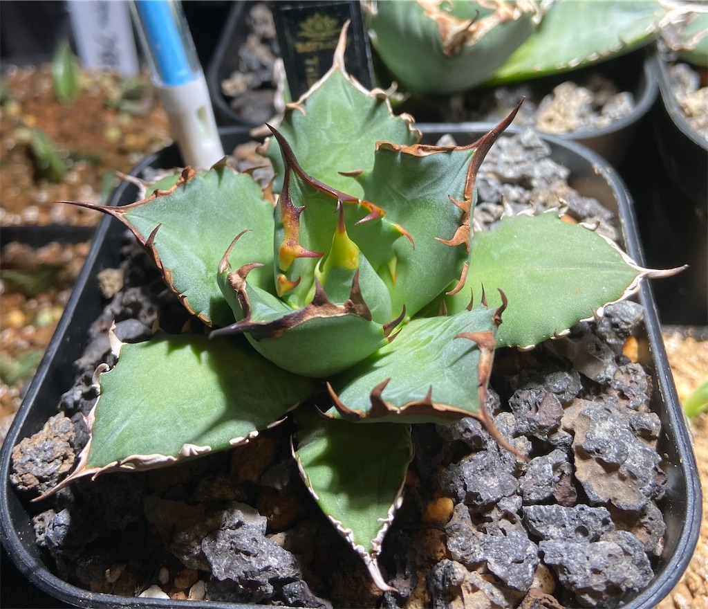 アガベ・チタノタ 姫巌竜 成長記録①(Agave titanota dwarf
