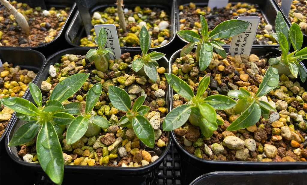 パキポディウム・エニグマチカム(Pachypodium enigmaticum パキポディウム・エニグマチカム(Pachypodium enigmaticum