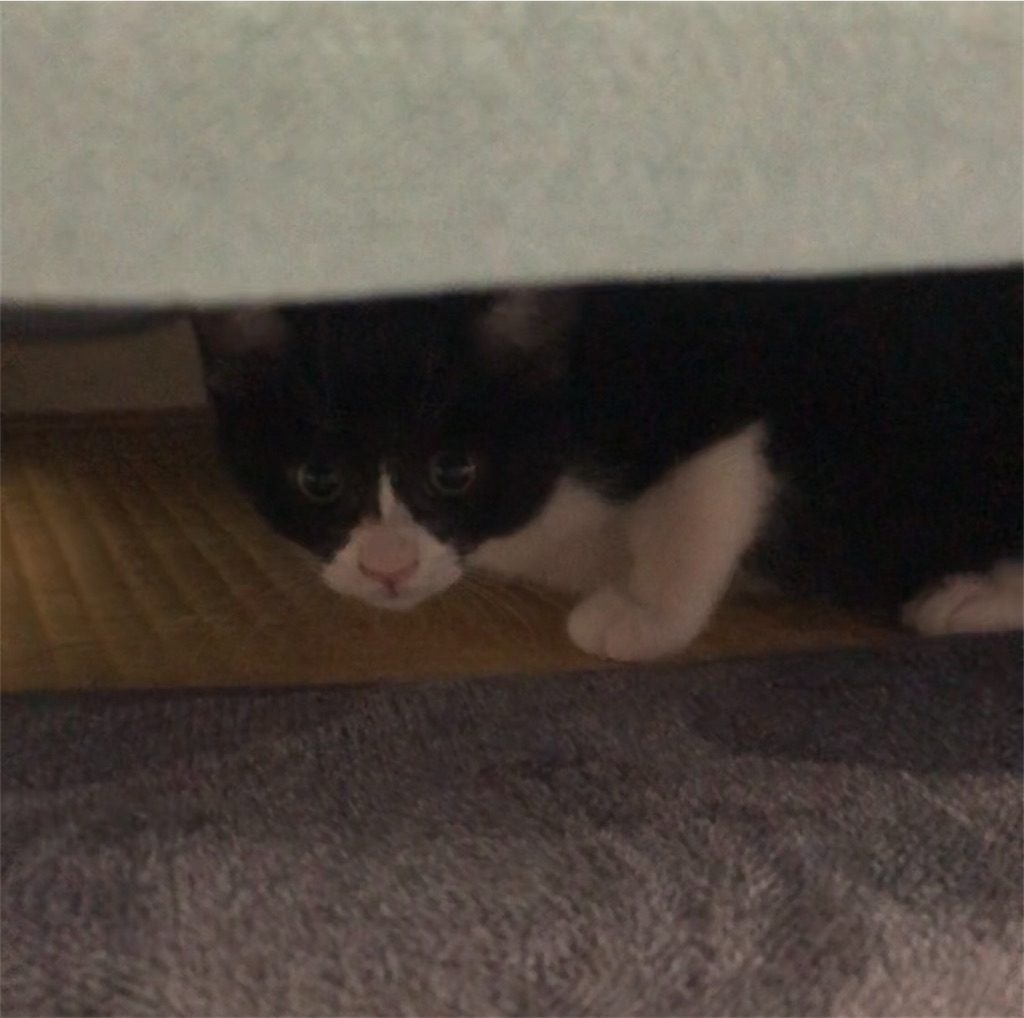 f:id:BBmetal:20201028112539j:image