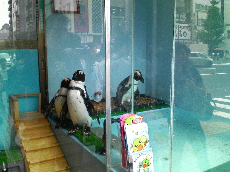 f:id:BCC:20080906203808j:image:w320:h240