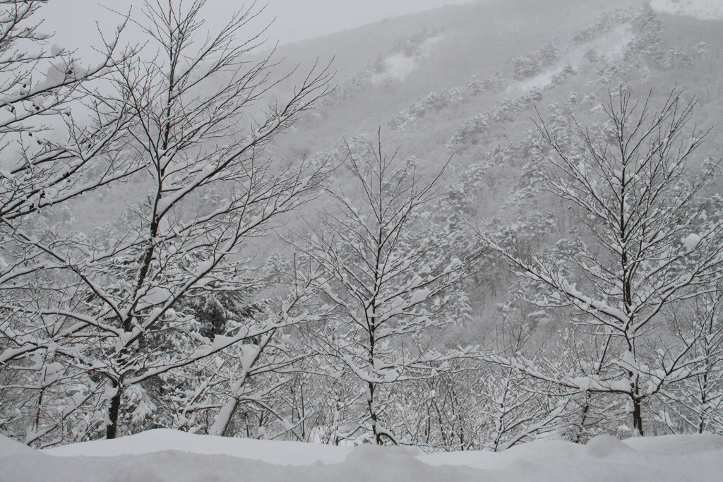 f:id:BCC:20100103082944j:image:w400