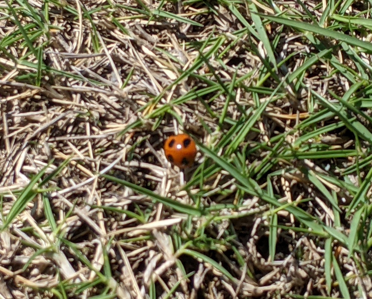 f:id:BESSHO:20220503210056j:image