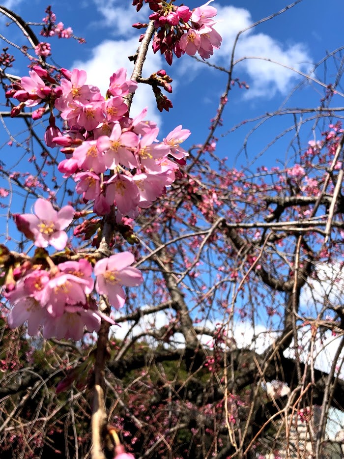 f:id:BIGMOUTH:20190324085205j:plain f:id:BIGMOUTH:20190324085205j:plain