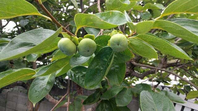 f:id:BINGO_K:20170710233002j:image