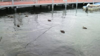 f:id:BMCSSX:20111126110300j:image