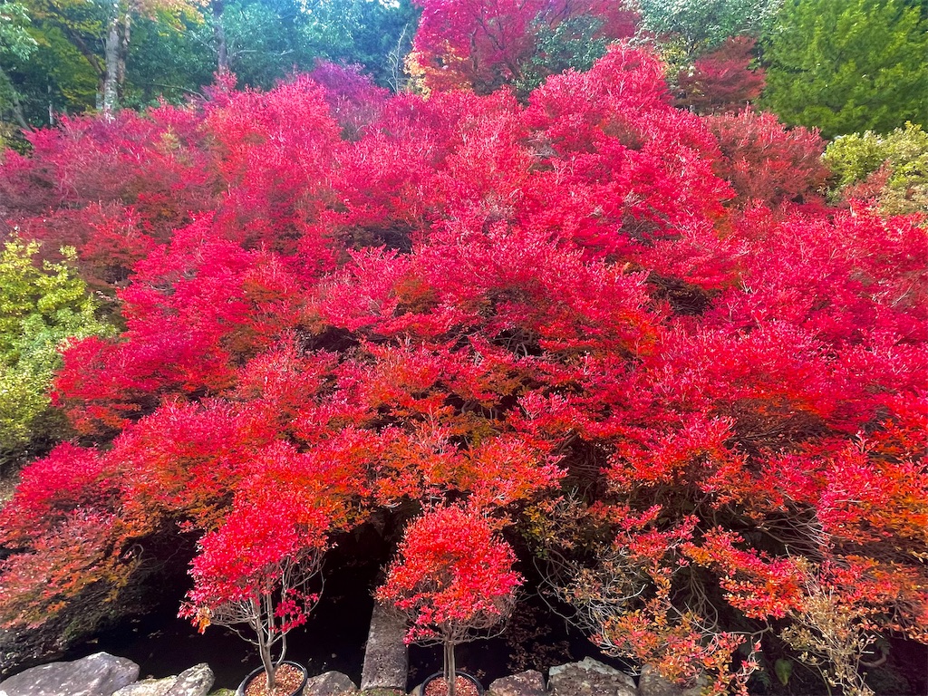 f:id:BMW-KEI:20211115211226j:image f:id:BMW-KEI:20211115211226j:image