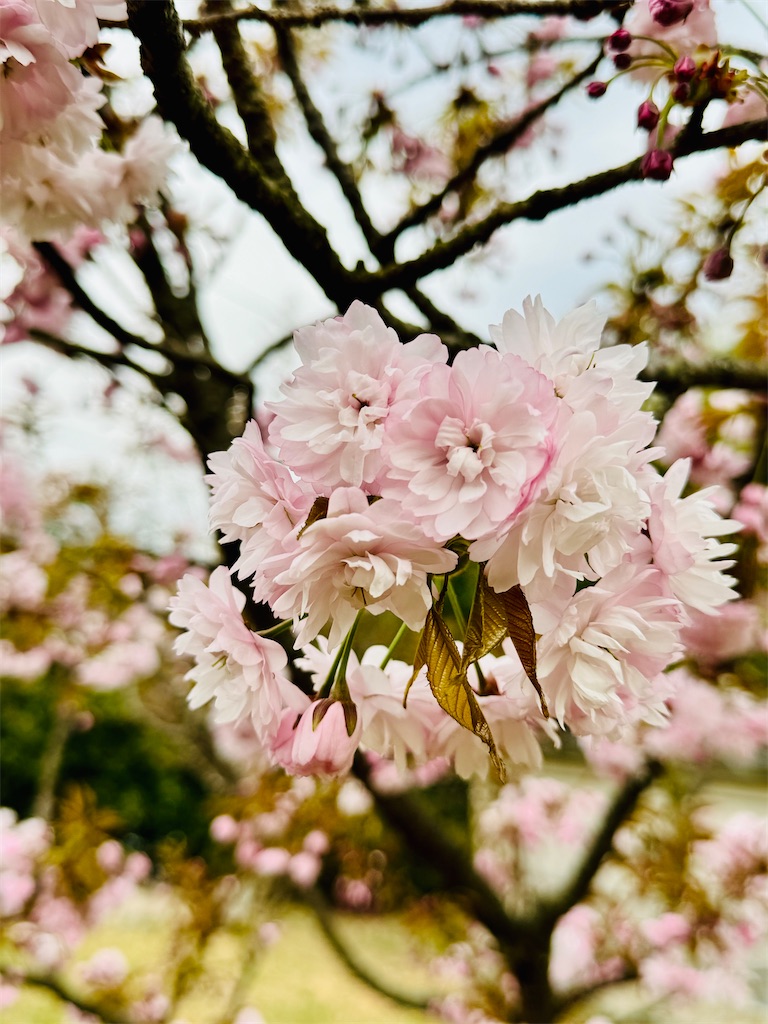 f:id:BMW-KEI:20240417131817j:image