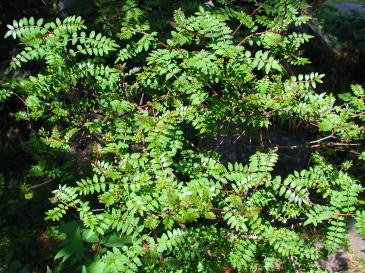 サンショウ 山椒 の調理方法 暮らしの雑学 豆知識