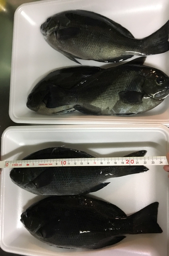 f:id:BNR34hiro:20181202211940j:plain