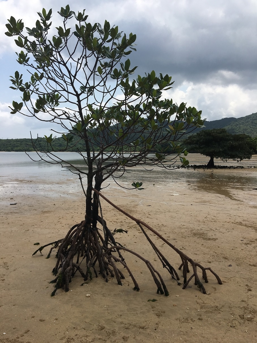 f:id:BNR34hiro:20190418185821j:plain f:id:BNR34hiro:20190418185821j:plain