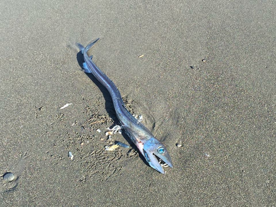 f:id:BNR34hiro:20190602123654j:plain f:id:BNR34hiro:20190602123654j:plain