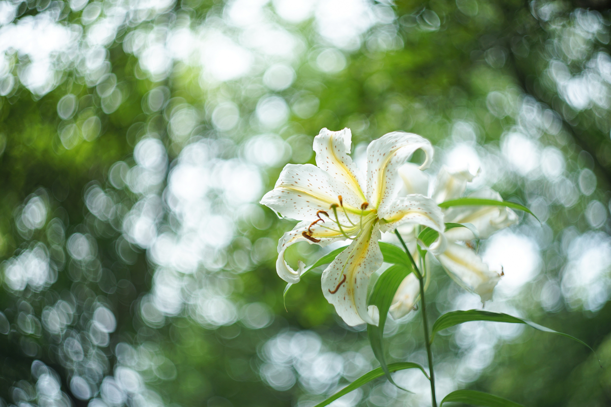 15. 「Helios-44M 58mm f2」ボケフォト的 作例 - 「ボケフォト 大好き！」