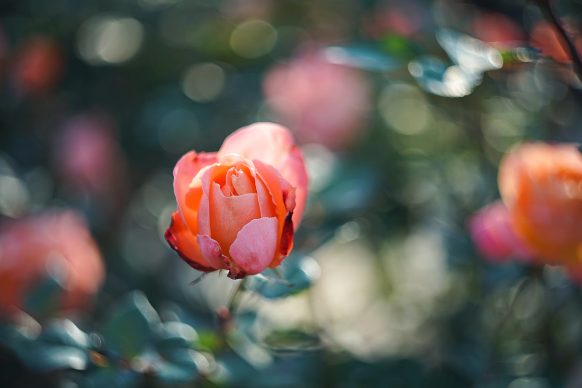 15. 「Helios-44M 58mm f2」ボケフォト的 作例 - 「ボケフォト 大好き！」