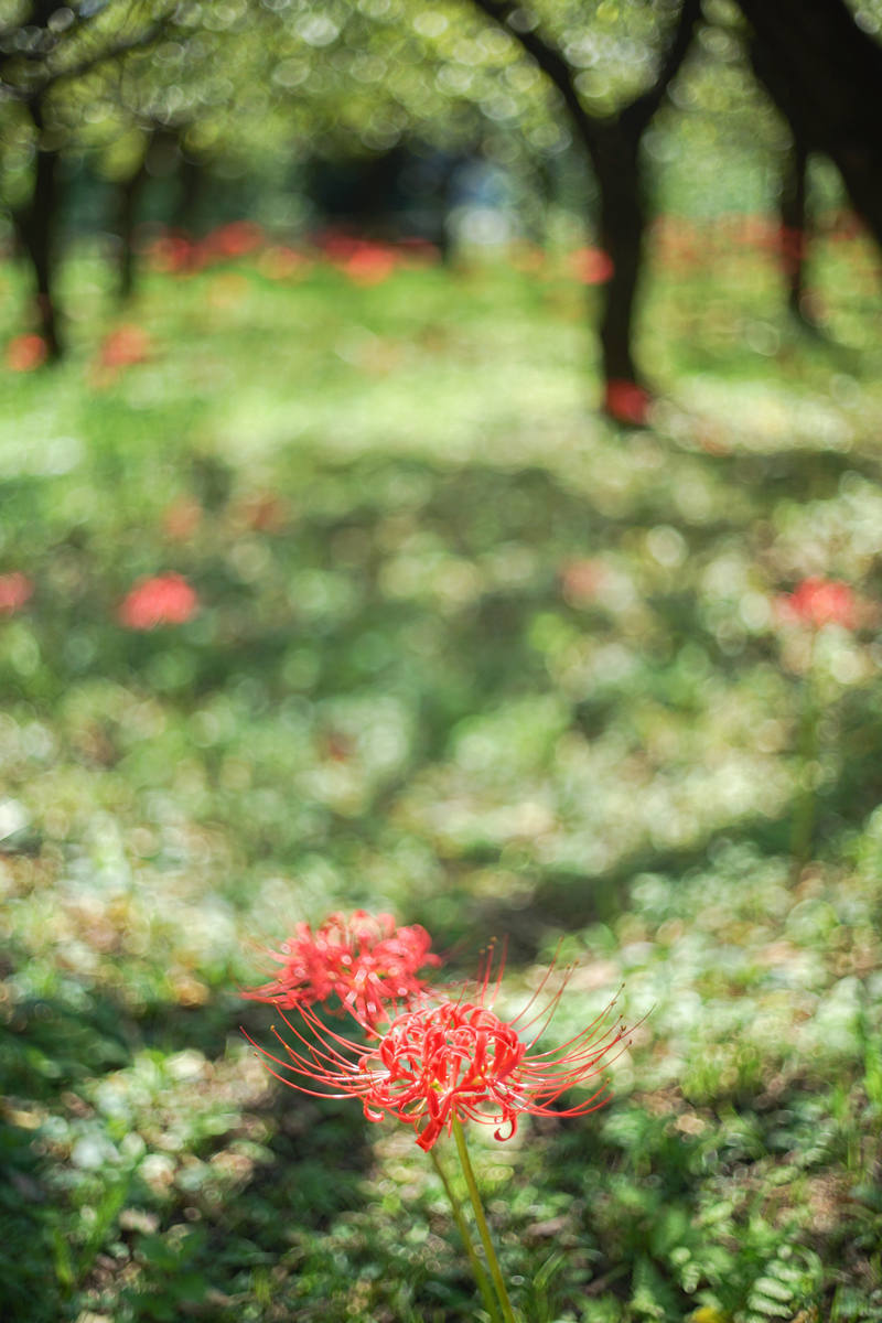 17. 「 Meyer-Optik Domiplan 50mm F2.8」ボケフォト的 作例