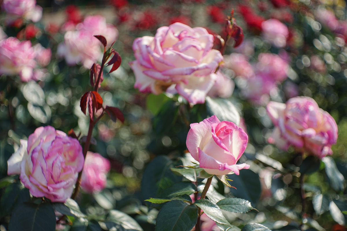 17. 「 Meyer-Optik Domiplan 50mm F2.8」ボケフォト的 作例