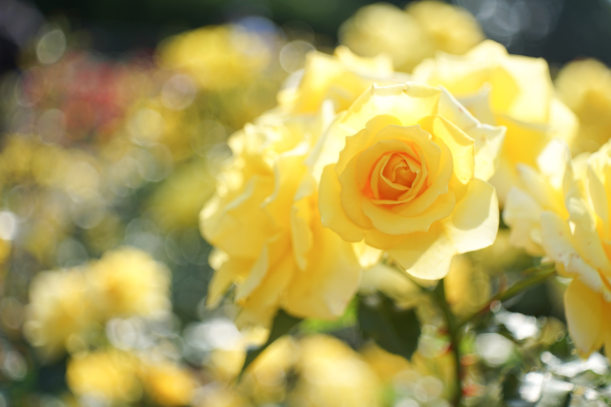 17. 「 Meyer-Optik Domiplan 50mm F2.8」ボケフォト的 作例