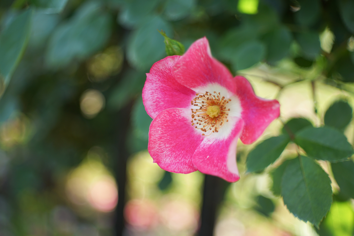 17. 「 Meyer-Optik Domiplan 50mm F2.8」ボケフォト的 作例